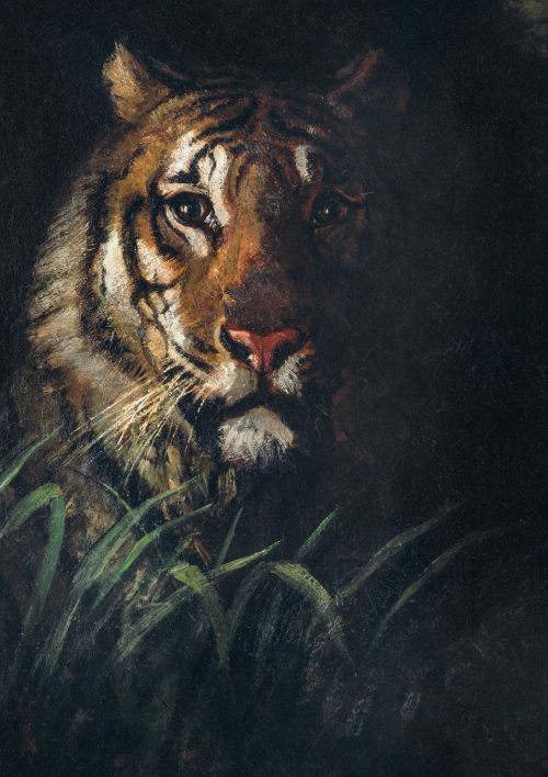 Tiger’s Head by Abbott Handerson Thayer on Sale