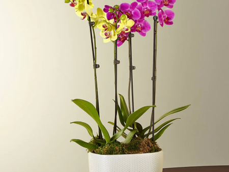 Colorful Orchid Container Online Sale