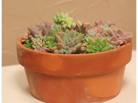 Succulent Garden For Cheap