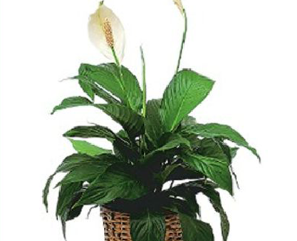 Peace Lily Plant For Sale