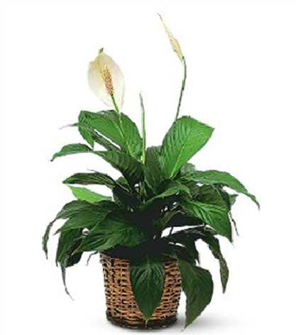 Peace Lily Plant For Sale