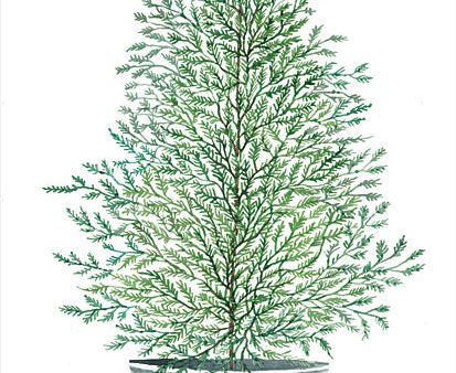 CIN2831 - Cedar Tree in Pot - 12x16 For Cheap