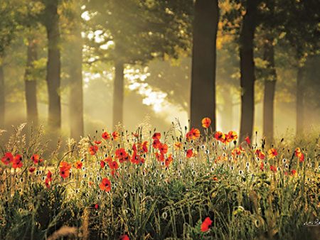 MPP695 - The Poppy Forest - 18x12 Discount